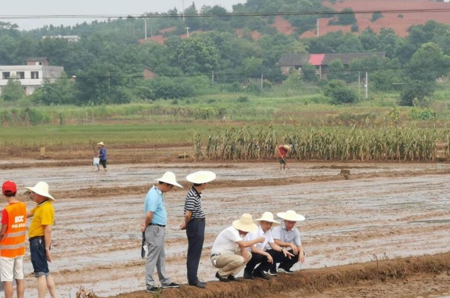 全力恢複災後農業生産